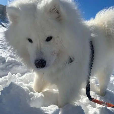 Tiny House Waldschmied 2 Appartamento Latzendorf