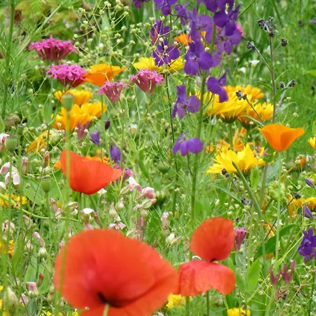 Tiny House Waldschmied 2 Appartement