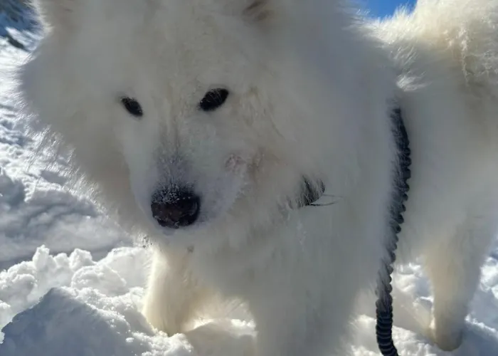 Tiny House Waldschmied 2 Appartamento Latzendorf